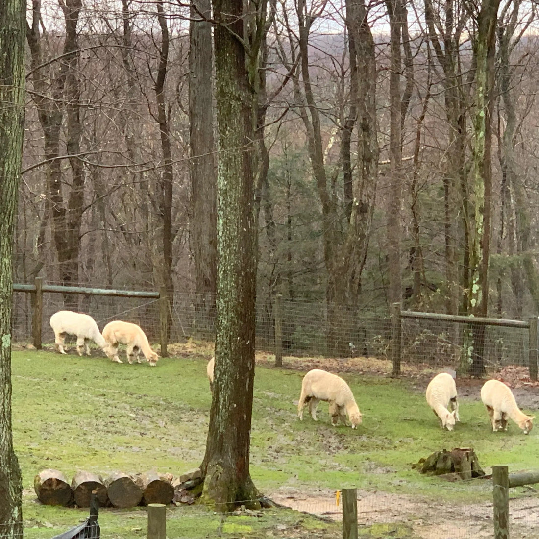 Time to Rethink The AlpacaMom.com Blog? Let Me Hear From You. - Laurel Highlands Alpacas | AlpacaMom.com