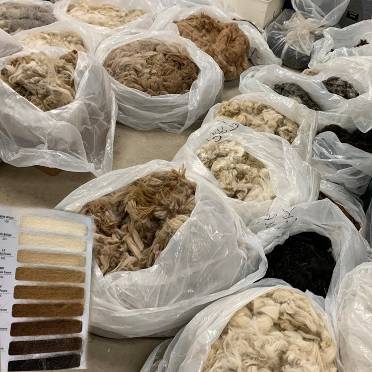 Raw Alpaca Fiber - Laurel Highlands Alpacas | AlpacaMom.com Raw alpaca fiber in white, light fawn, brown, rose grey and black