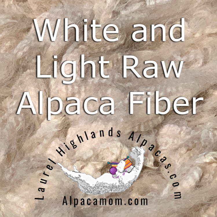 White and Light Raw Alpaca Fiber - Laurel Highlands Alpacas | AlpacaMom.com