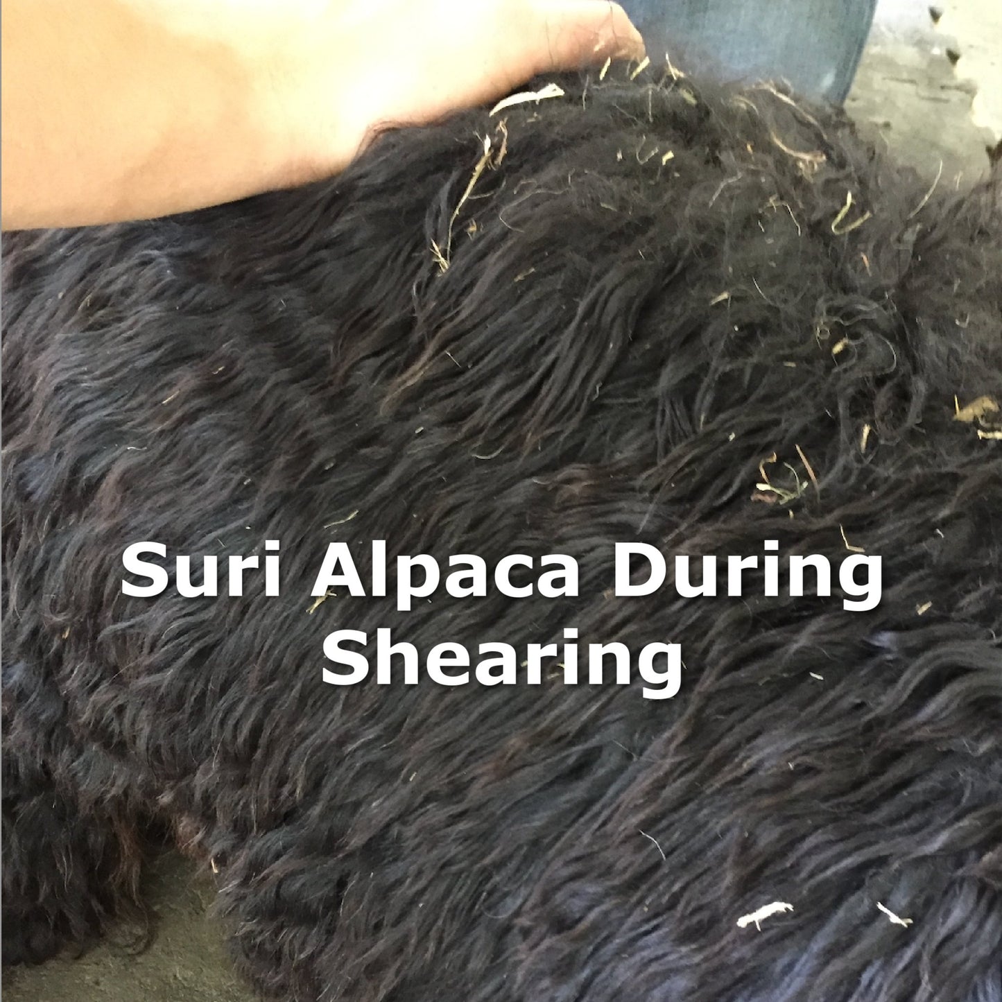 Clean Black Suri Alpaca Fiber Blanket for Spinning or Crafting - Laurel Highlands Alpacas | AlpacaMom.com