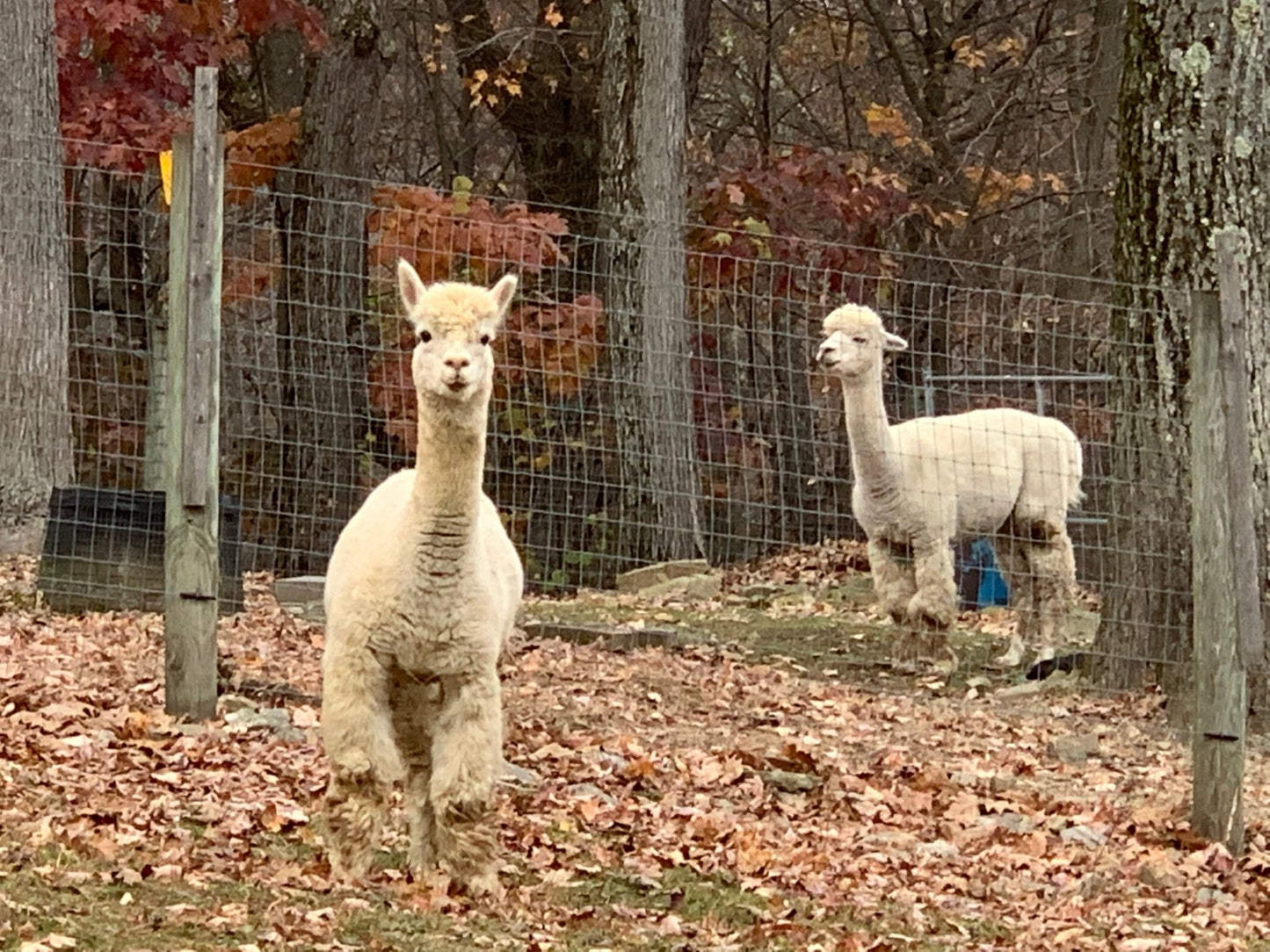 Large Grey Decorative Knitted Alpaca Pumpkin - Laurel Highlands Alpacas | AlpacaMom.com