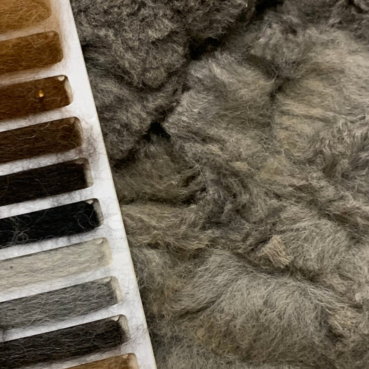 Raw - Unprocessed Alpaca Blanket Prime Fiber in Medium Silver Grey - Laurel Highlands Alpacas | AlpacaMom.com
