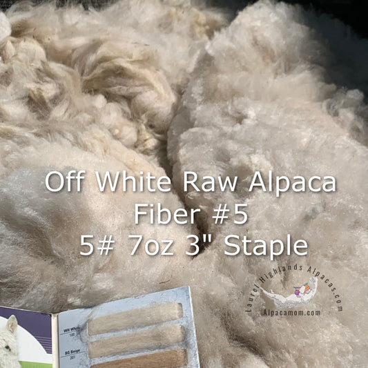 Raw - Unprocessed Alpaca Blanket Prime Fiber in Off - White 5 - Laurel Highlands Alpacas | AlpacaMom.com