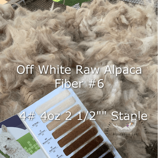 Raw - Unprocessed Alpaca Blanket Prime Fiber in Off - White 6 - Laurel Highlands Alpacas | AlpacaMom.com