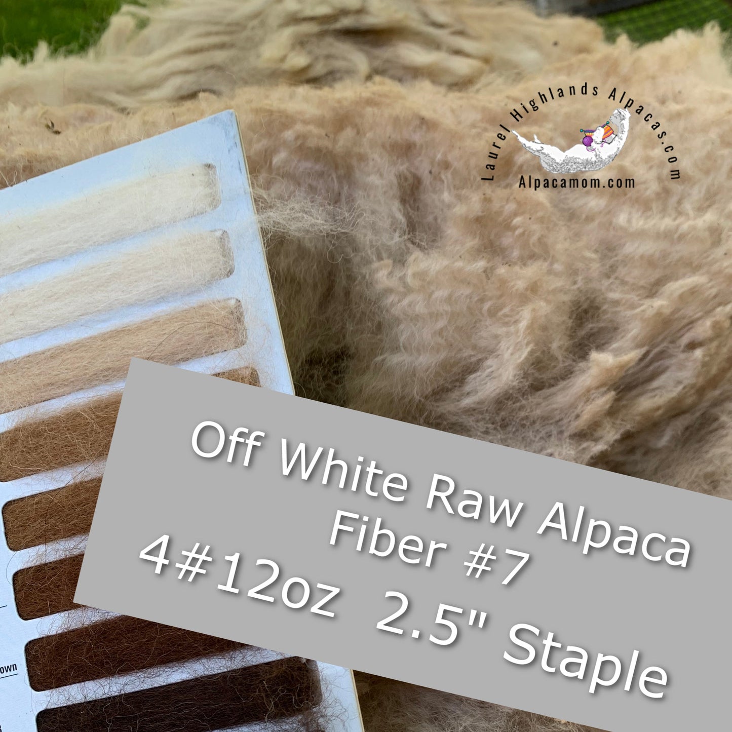 Raw - Unprocessed Alpaca Blanket Prime Fiber in Off - White 7 - Laurel Highlands Alpacas | AlpacaMom.com
