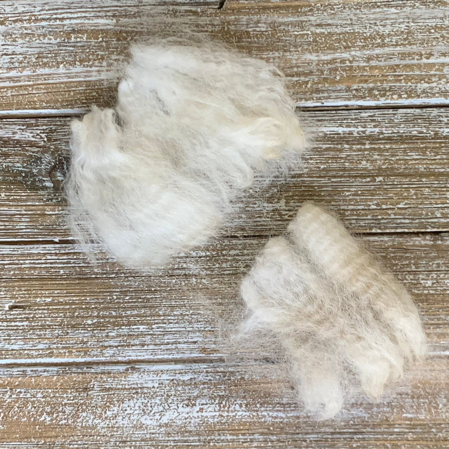 Raw - Unprocessed Alpaca Blanket Prime Fiber in White 1 - Laurel Highlands Alpacas | AlpacaMom.com