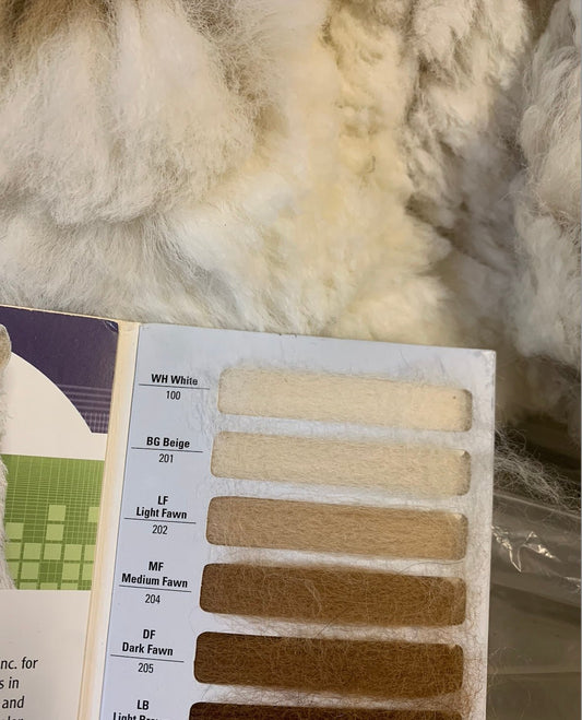 Raw - Unprocessed Alpaca Blanket Prime Fiber in White 1 - Laurel Highlands Alpacas | AlpacaMom.com