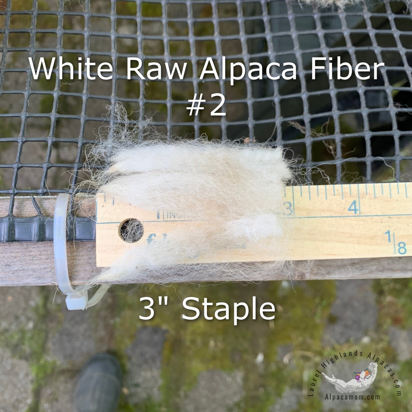 Raw - Unprocessed Alpaca Blanket Prime Fiber in White 2 - Laurel Highlands Alpacas | AlpacaMom.com
