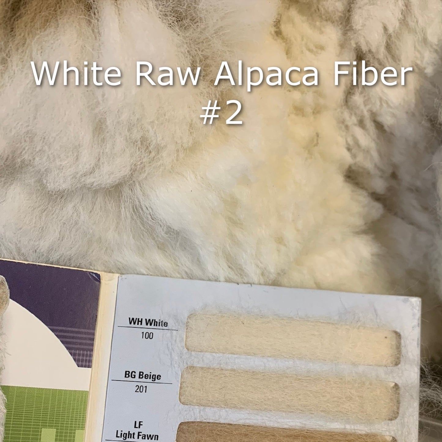 Raw - Unprocessed Alpaca Blanket Prime Fiber in White 2 - Laurel Highlands Alpacas | AlpacaMom.com