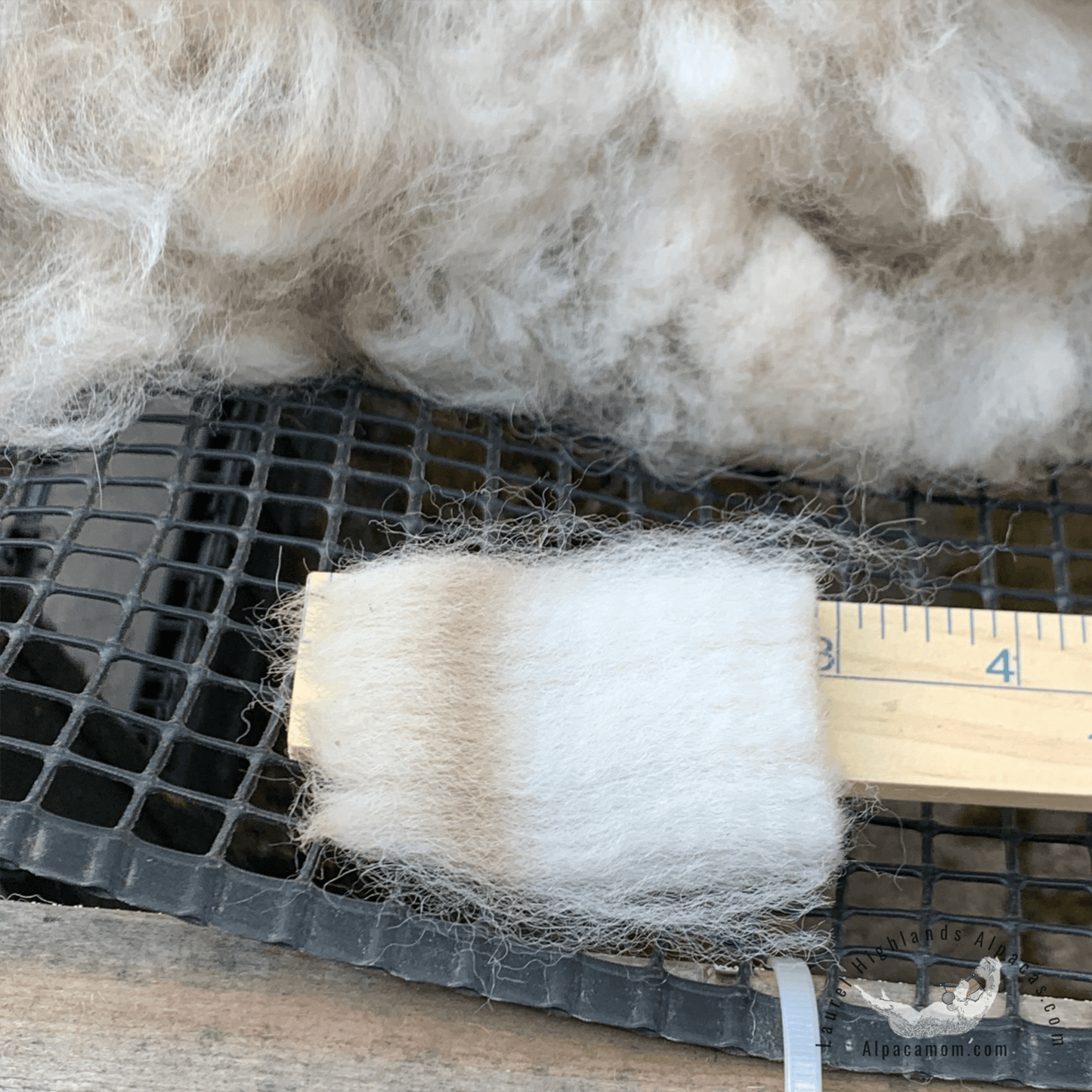 Raw - Unprocessed Alpaca Blanket Prime Fiber in White 3 - Laurel Highlands Alpacas | AlpacaMom.com