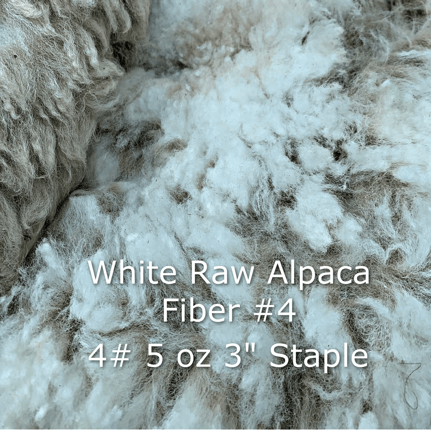 Raw - Unprocessed Alpaca Blanket Prime Fiber in White 4 - Laurel Highlands Alpacas | AlpacaMom.com