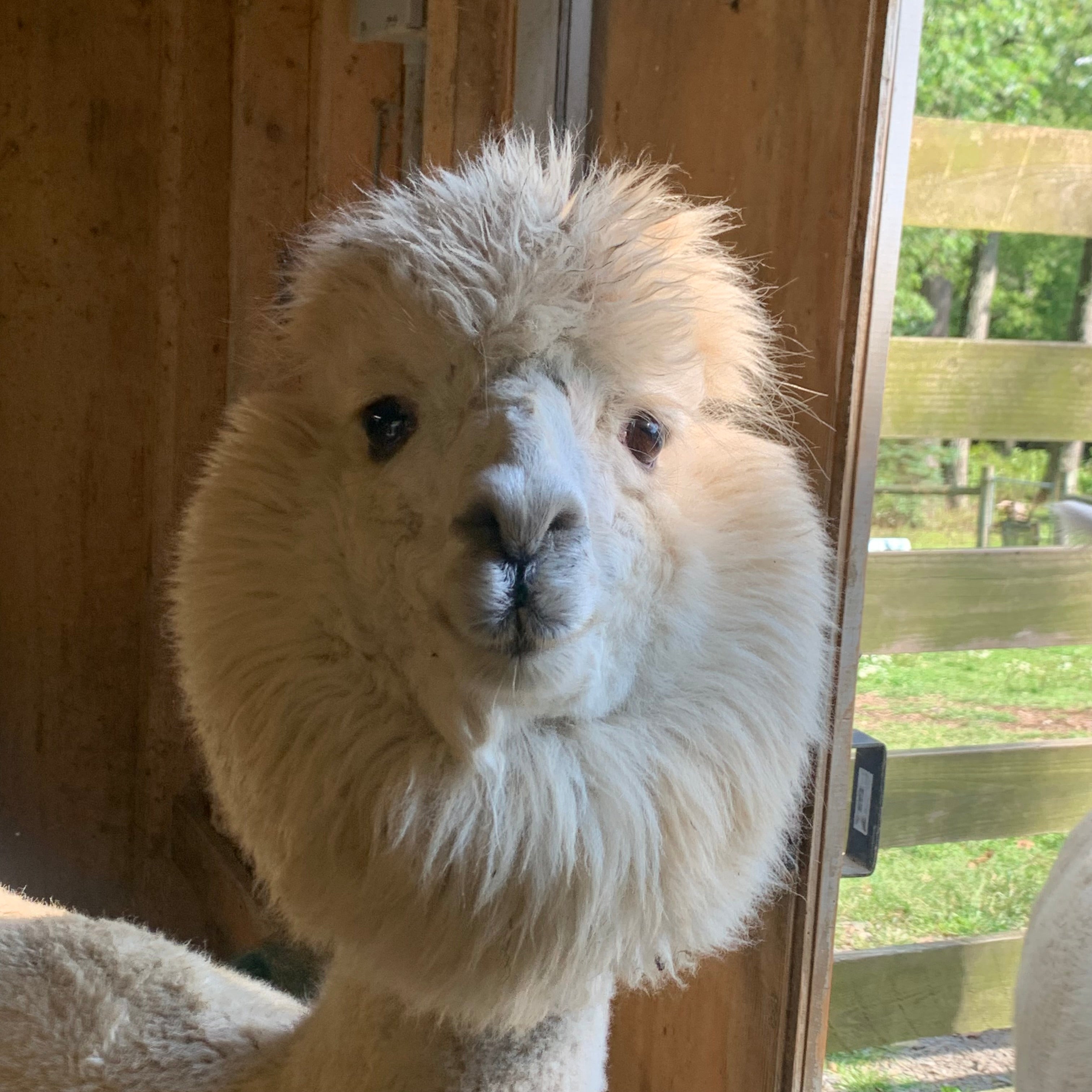 Washed_Grey_Suri_Alpaca_Fiber_Bundle_Laurel_Highlands_Alpacas_Being_Combed