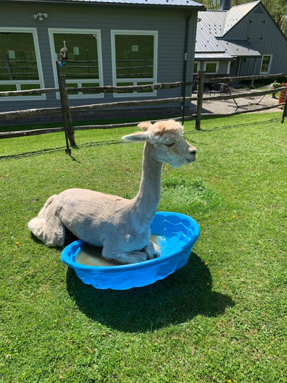 Alpaca Coloring Book - Laurel Highlands Alpacas | AlpacaMom.com