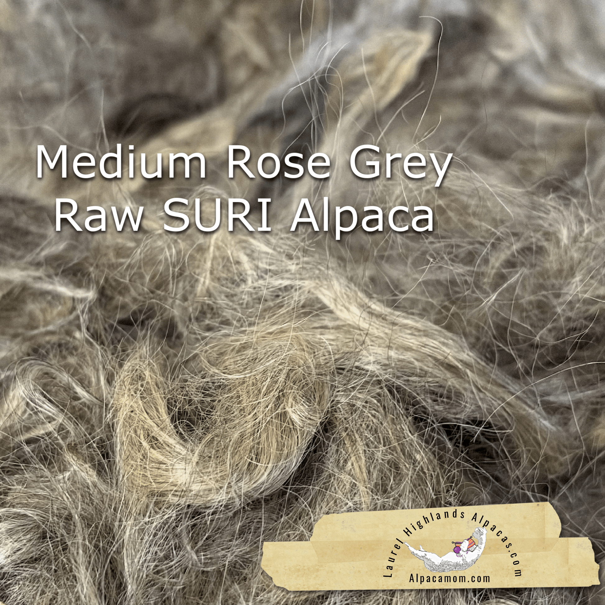 Clean Medium Rose Grey SURI Alpaca Fiber 22 - Laurel Highlands Alpacas | AlpacaMom.com