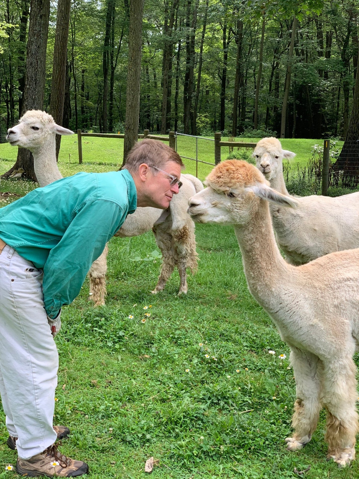 Pa Yarn Quest 2026 Passport! - Laurel Highlands Alpacas | AlpacaMom.com