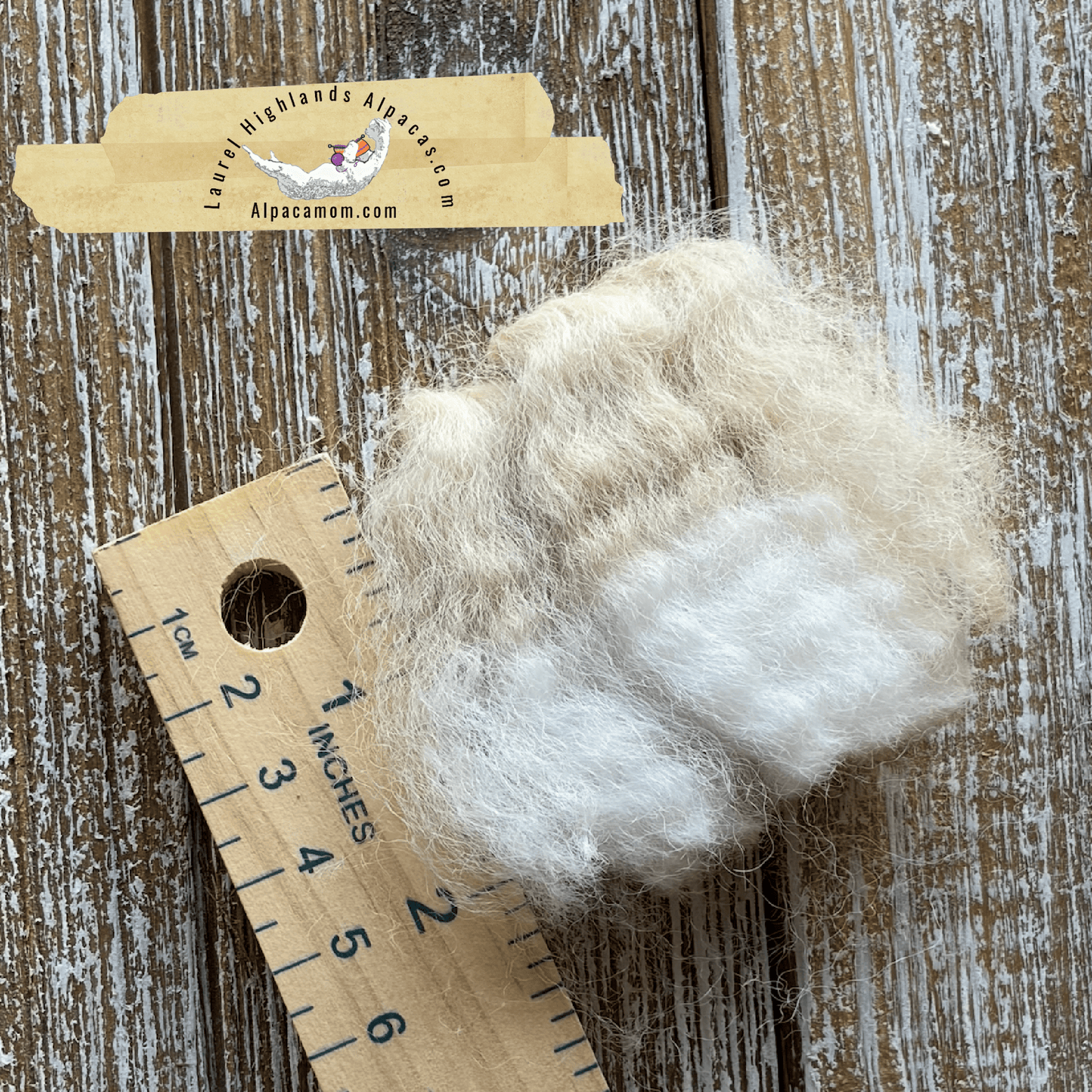 Raw - Unprocessed Alpaca Blanket Prime Fiber in Beige 10 - Laurel Highlands Alpacas | AlpacaMom.com