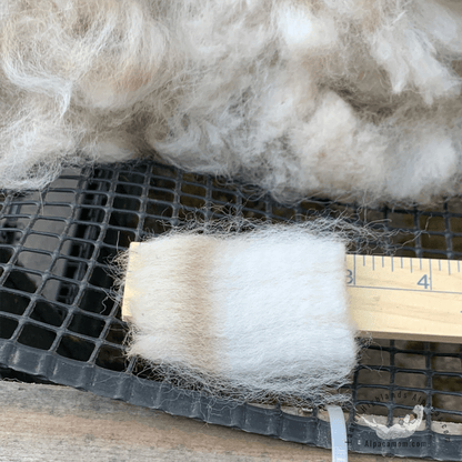 Raw - Unprocessed Alpaca Blanket Prime Fiber in White 3 - Laurel Highlands Alpacas | AlpacaMom.com