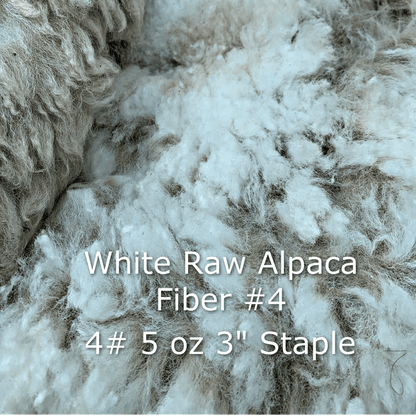 Raw - Unprocessed Alpaca Blanket Prime Fiber in White 4 - Laurel Highlands Alpacas | AlpacaMom.com