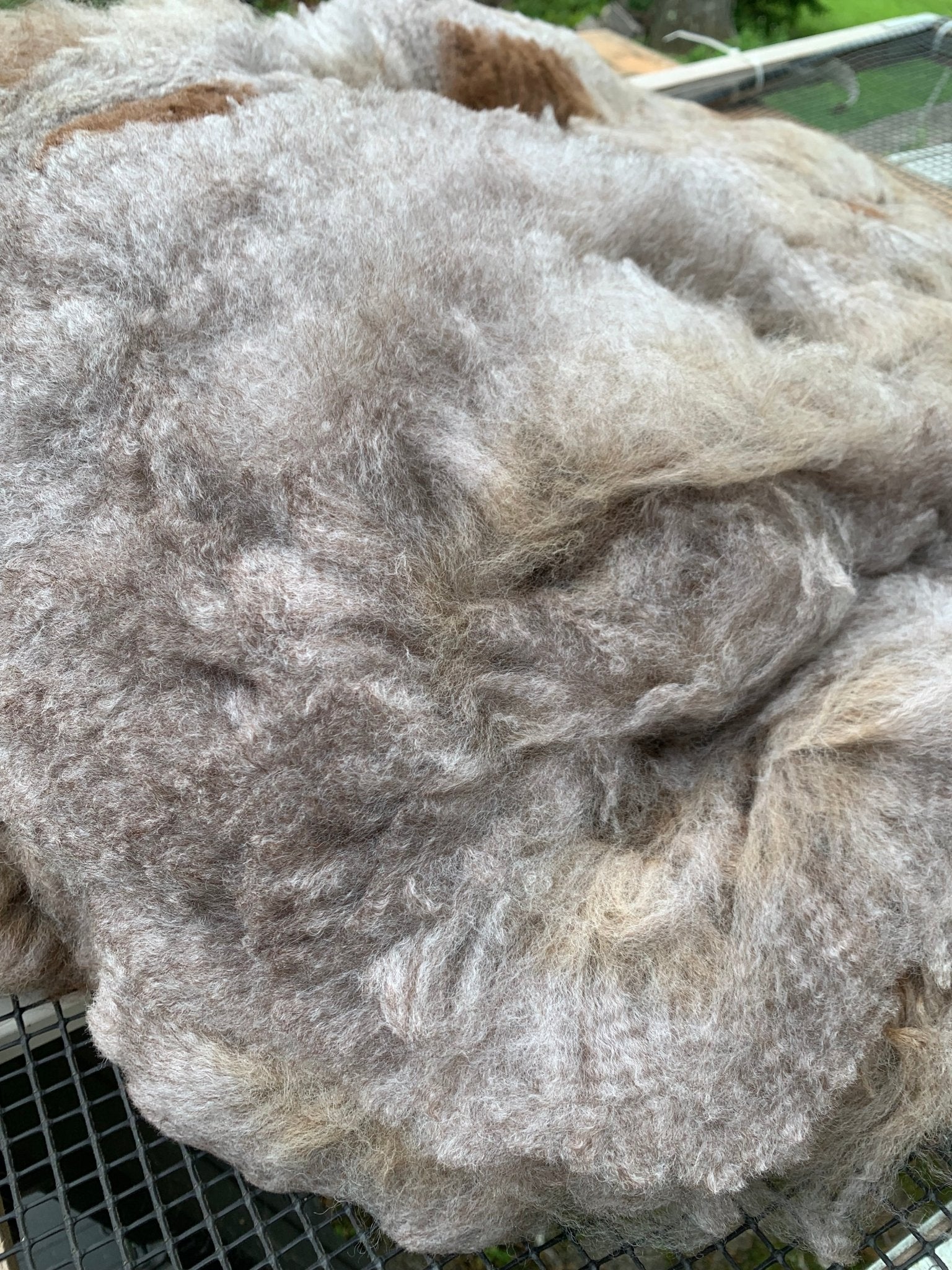 Raw - Unprocessed Alpaca Prime Fiber Blanket in Medium Rose Grey from Rocket - Laurel Highlands Alpacas | AlpacaMom.com