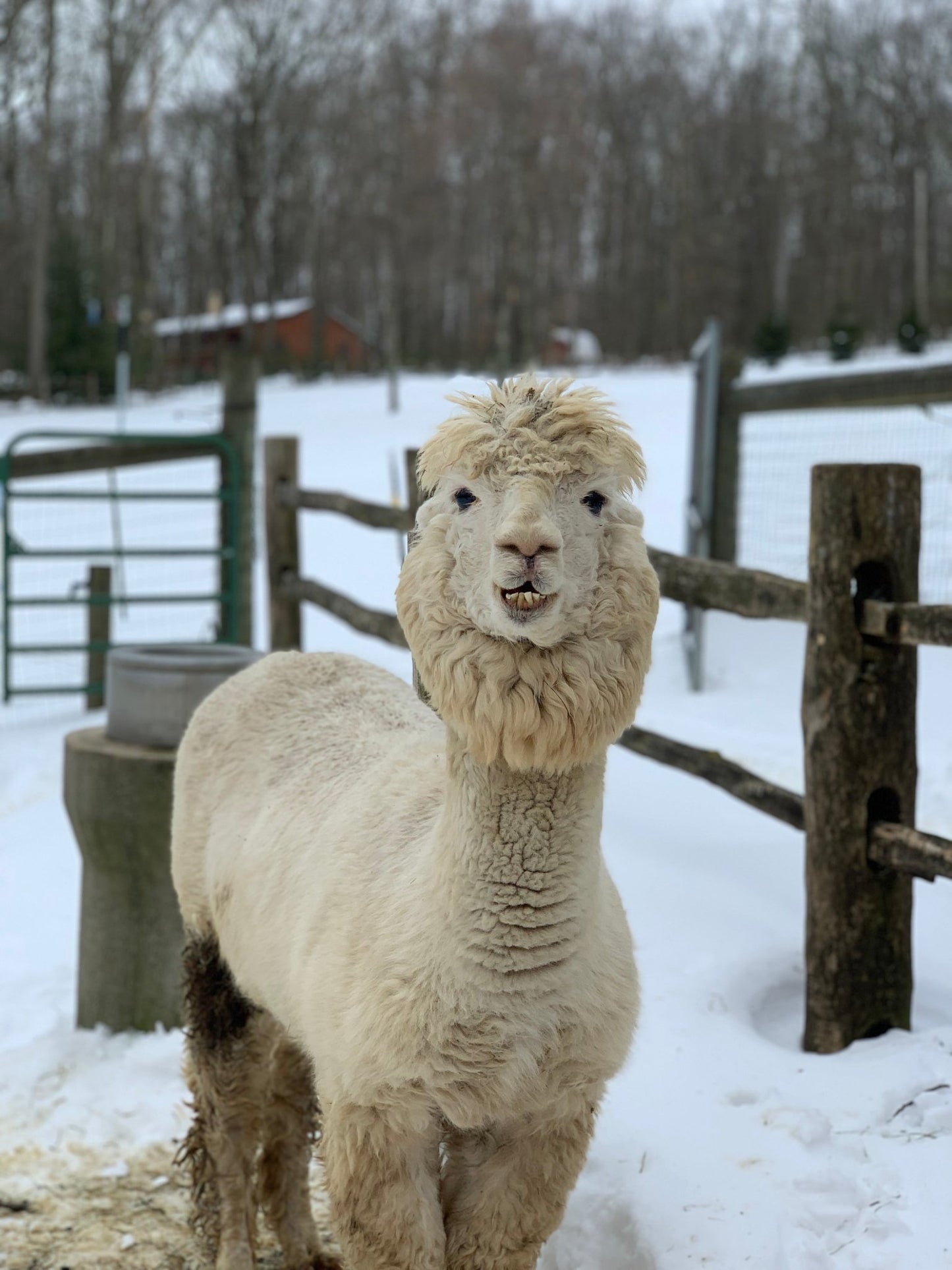 White 2 Ply Alpaca Sport Weight Yarn (Hamilton) - Laurel Highlands Alpacas | AlpacaMom.com